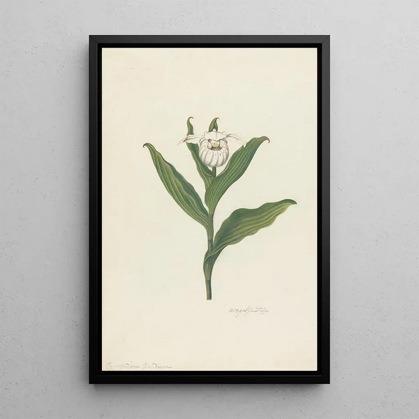 Sabot de Vénus Cypripedium Canadense Calceolus Maria - Robert Blyth — cuadro enmarcado en la pared