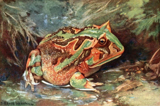 Robert Bruce Horsfall - Horned Toad Of South America.webp