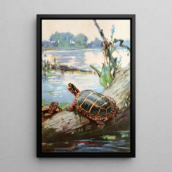 La tortuga pintada - Robert Bruce Horsfall — cuadro enmarcado en la pared