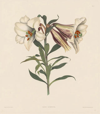 Robert Havell - Japanese Lily.webp