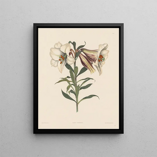 Robert Havell - Japanese Lily.webp