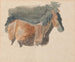 Boceto de un caballo - Robert Hills — vista de la obra