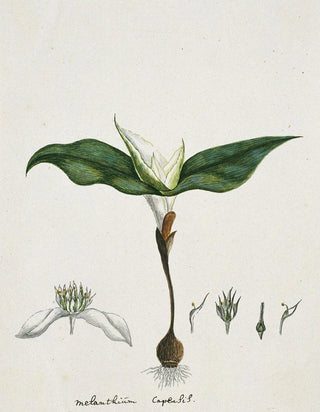 Robert Jacob Gordon - Androcymbium capense L Krause.webp