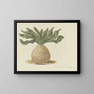 Robert Jacob Gordon - Boophone haemanthoides FM Leighton Hottentots poisonbulb or giftbol.webp