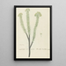 Euryops lateriflorus Lf DC, gommier du Cap - Robert Jacob Gordon — framed artwork on a wall