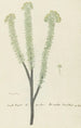 Euryops lateriflorus Lf DC, gommier du Cap - Robert Jacob Gordon — artwork view