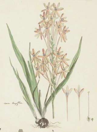 Robert Jacob Gordon - Ixia paniculata D Delaroche.webp