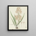 Ixia paniculata D. Delaroche - Robert Jacob Gordon — cuadro enmarcado en la pared