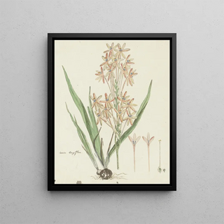 Robert Jacob Gordon - Ixia paniculata D Delaroche.webp