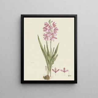 Robert Jacob Gordon - Ixia patens Aiton.webp