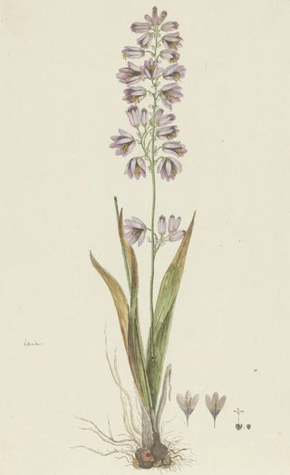 Robert Jacob Gordon - Ixia polystachya L Cornlily.webp