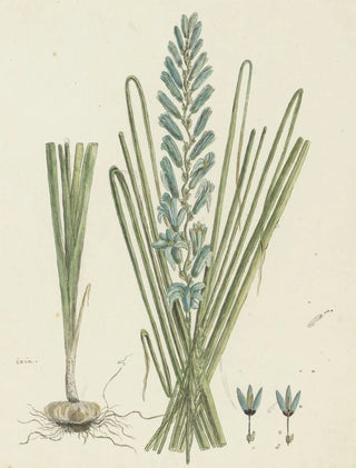 Robert Jacob Gordon - Ixia viridiflora Larn Turqoise ixia.webp