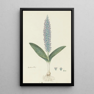 Robert Jacob Gordon - Lachenalia mediana Jacq.webp