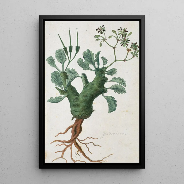 Pelargonium klinghardtense Knuth - Robert Jacob Gordon — cuadro enmarcado en la pared
