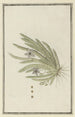 Stapelia paniculata Willd Petite fleur étoile de mer - Robert Jacob Gordon — artwork view