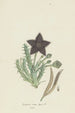 Tridentea gemmiflora Masson Haw Stapelia gemmiflora - Robert Jacob Gordon — vista de la obra