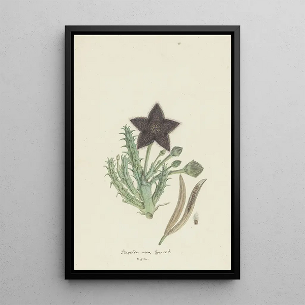 Tridentea gemmiflora Masson Haw Stapelia gemmiflora - Robert Jacob Gordon — cuadro enmarcado en la pared