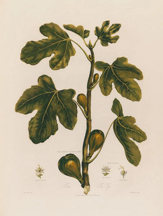 Robert John Thornton - 1 Ficus The Fig.webp