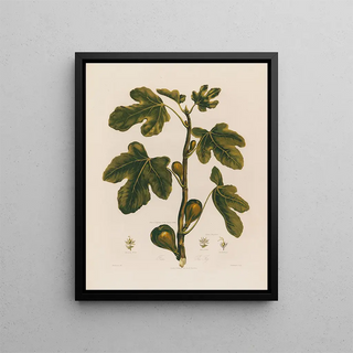 Robert John Thornton - 1 Ficus The Fig.webp