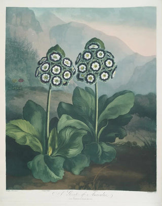Robert John Thornton - A Group Of Auriculas.webp