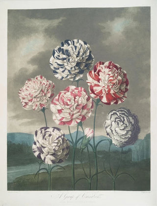 Robert John Thornton - A Group Of Carnations.webp