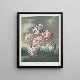 Robert John Thornton - A Group Of Carnations.webp