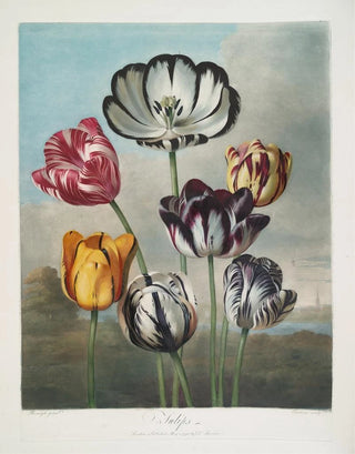 Robert John Thornton - A Group Of Tulips.webp