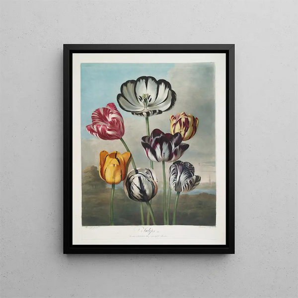 Un grupo de tulipanes - Robert John Thornton — cuadro enmarcado en la pared