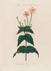 A plate to illustrate the word Genre Longtubed Wonder of Peru - Robert John Thornton — artwork view