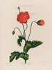 Un potager monstre Poppy - Robert John Thornton — vista de la obra