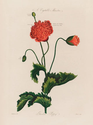 Robert John Thornton - A Vegetable Monster Garden Poppy.webp