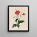 Un potager monstre Poppy - Robert John Thornton — cuadro enmarcado en la pared