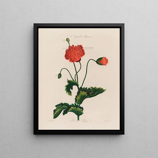 Robert John Thornton - A Vegetable Monster Garden Poppy.webp