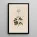 a plant monster Spiraea opulifolia or gooseberry-leaved viburnum - Robert John Thornton — framed artwork on a wall