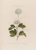 a plant monster Spiraea opulifolia or gooseberry-leaved viburnum - Robert John Thornton — artwork view