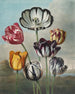 a group of tulips (case conflict) - Robert John Thornton — artwork view