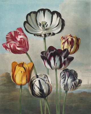 Robert John Thornton - A group of tulips (Case Conflict).webp