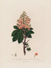 Aesculus Hippocastanum o Castaño de Indias común - Robert John Thornton — vista de la obra