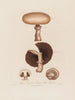 Agaricus campestris or mushroom of the field - Robert John Thornton — artwork view