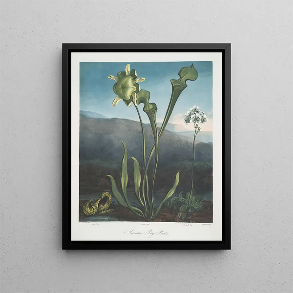 American Marsh Plants I Pothos Fétide II Purple Plant III Venus Flytrap - Robert John Thornton — framed artwork on a wall