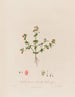 Anagallis arvensis ou verre de vieux homme - Robert John Thornton — vista de la obra