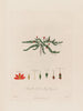 Anagallis tenella or bog pimpernel - Robert John Thornton — artwork view