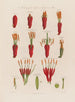 Anatomía del Agave o Aloe americano - Robert John Thornton — vista de la obra