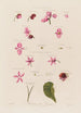 Anatomía del Begonia - Robert John Thornton — vista de la obra