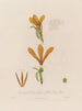 Anatomía del Canna glauca o caña india amarilla - Robert John Thornton — vista de la obra