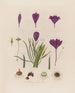 Anatomía del crocus - Robert John Thornton — vista de la obra