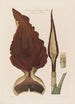 Anatomy of the Dragon Arum, a toxic plant - Robert John Thornton — artwork view