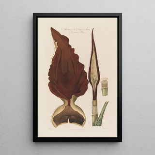 Robert John Thornton - Anatomy of the Dragon Arum A poisonous Plant.webp