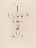 Anatomy of the Media - Robert John Thornton — artwork view