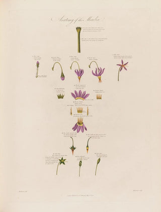 Robert John Thornton - Anatomy of the Meadia.webp